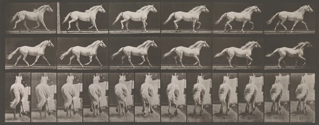 Locomotion animale. Une enquête électro-photographique des phases consécutives des animaux