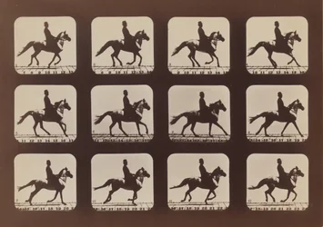 Attitudes des animaux en mouvement