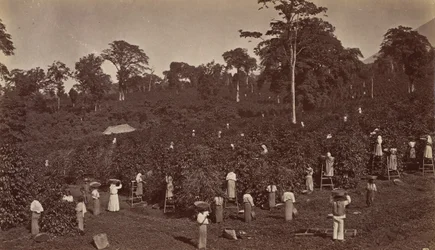 Récolte de café, Las Nubes-Guatemala