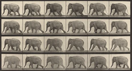 Numéro de plaque 733. Éléphant marchant, 1887