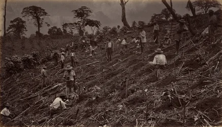 Plantation de café à Antigua de Guatemala, 1875, publié en 1877