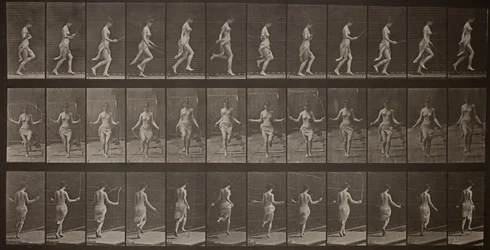 Locomotion animale, planche 174
