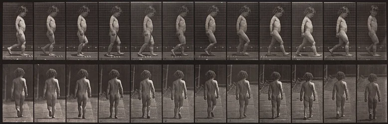 Locomotion animale, planche 467