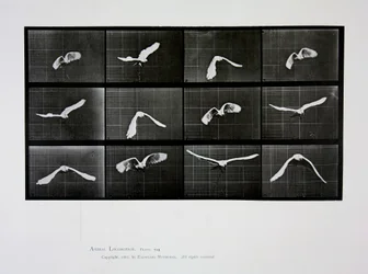 Oiseau en vol, planche 762 de 