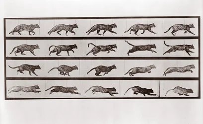 Chat trottant et galopant, Planche 717 de Animal Locomotion, 1887