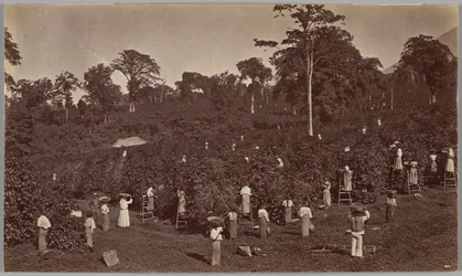 Récolte du café, Las Nubes, Guatemala