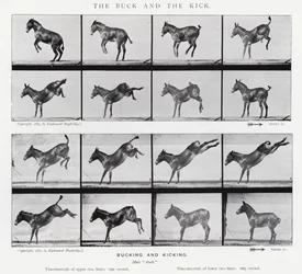 Eadweard Muybridge : Le Coup de Pied et le Coup de Sabot