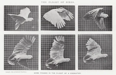Eadweard Muybridge : Le Vol des Oiseaux