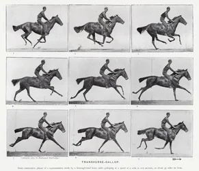 Eadweard Muybridge : Galop Transversal