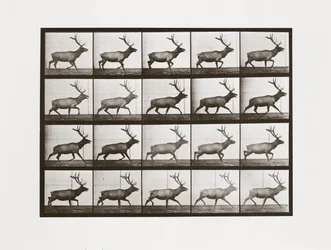 Élan, Planche 692 de Animal Locomotion, 1887