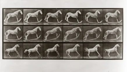 Cheval sur des bascules et cheval roulant un tonneau, Planche 649 de Animal Locomotion, 1887