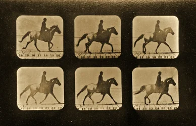Chevaux. Irrégulier, série 
