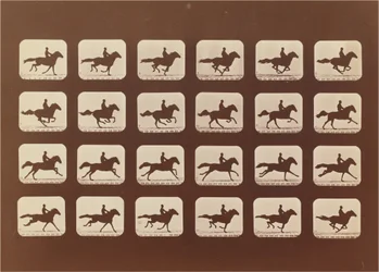 Chevaux. Courir. Phyrne L. No. 40