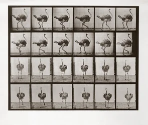 Autruche courant, Planche 772 de Animal Locomotion, 1887