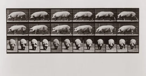 Cochon marchant, Planche 673 de Animal Locomotion, 1887