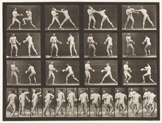 Planche 335. Boxe; Avec gants