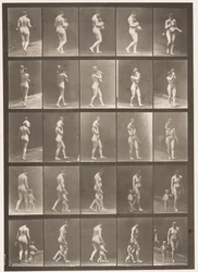 Planche 528. A,B,C
