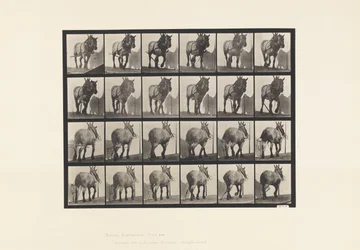 Planche 564. Traction; Chaîne de Bûche Cassée; Cheval Belge Gris-Foncé Dusel