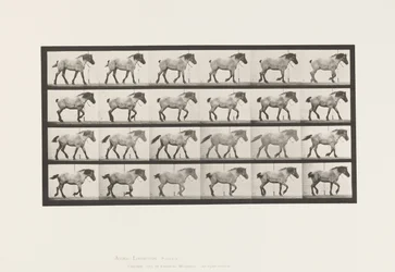 Planche 574. Marche ; Libre ; Cheval belge gris foncé Hansel, 1885