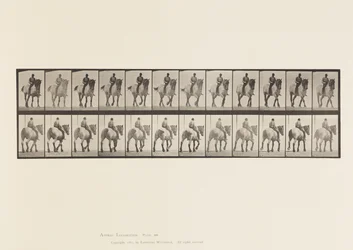 Planche 578. Marche; À Cru; Cheval Belge Gris Foncé Dusel