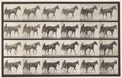 Planche 587. Marcher; Sulky; Jument alezane Nellie Rose