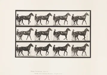 Planche 588. Marcher; Sulky; Cheval bai Reuben