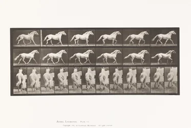 Planche 596. Trot; Libre; Cheval Gris Clair Eagle