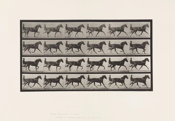Planche 608. Trot; Sulky; Jument Alezane, Flode Holden