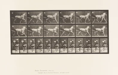 Planche 611. Trot; Sulky; Jument Grise, Katydid