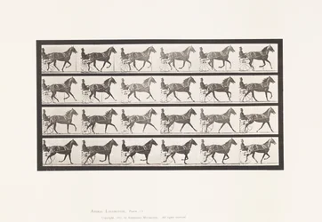 Planche 614. Trot; Passage au Galop; Jument Alezane Flode Holden