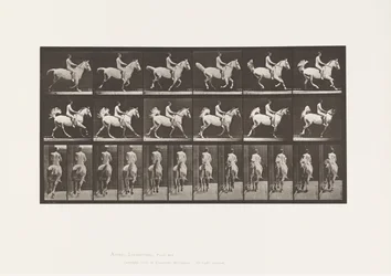 Planche 622. Galop; Selle; Cavalier, 43, Nu; cheval gris, 1885