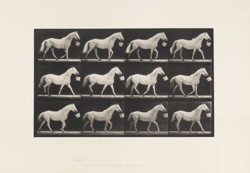 Planche 650. Marchant avec un seau dans la bouche ; Cheval gris clair