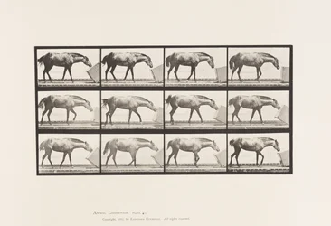 Planche 657. Rouler une boîte; Poney, Lotta
