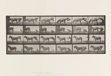 Planche 663. Mule; A, B, Un Animal Réfractaire Denver