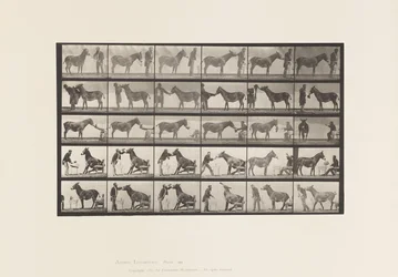 Planche 664. Mule; Diverses performances; à une table, etc.