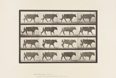 Planche 669. Bœuf marchant