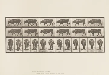 Planche 670. Bœuf; Marchant