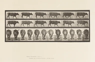 Planche 671. Bœuf; Marchant