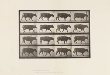 Planche 672. Bœuf; Trottant