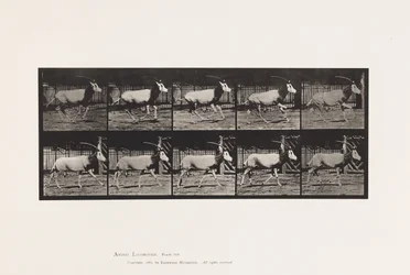 Planche 680. Oryx; Galopant