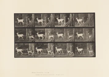 Daim; mâle et femelle; trottant