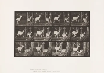 Planche 686. Daim; Cerf et biche; Galopant