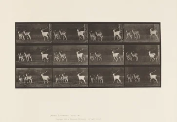 Planche 687. Daim; Cerf et groupe de biches; Galopant
