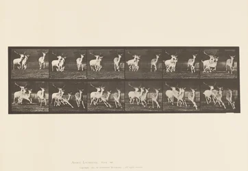 Planche 688. Daim ; Bouc et groupe de biches ; Galopant
