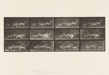 Planche 690. Daim; Cerf et groupe de biches; Divers mouvements
