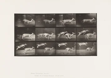 Planche 691. Daim; Biche; Galopant; et Faon; Sautant