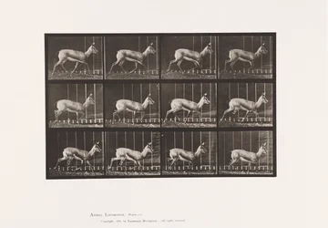 Planche 697. Antilope; Trottant