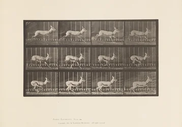 Planche 698. Antilope; Galopant
