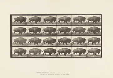 Buffle; marchant