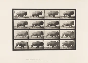 Buffle; galopant